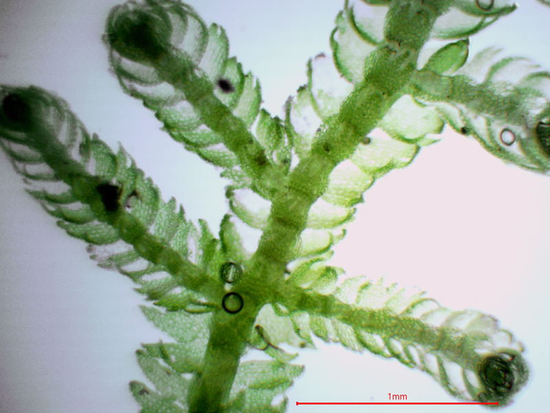 Lepidozia reptans